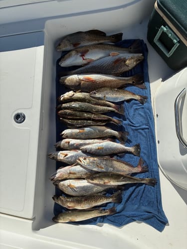 Customer photo review of Coastal Brew Deceiver Lures