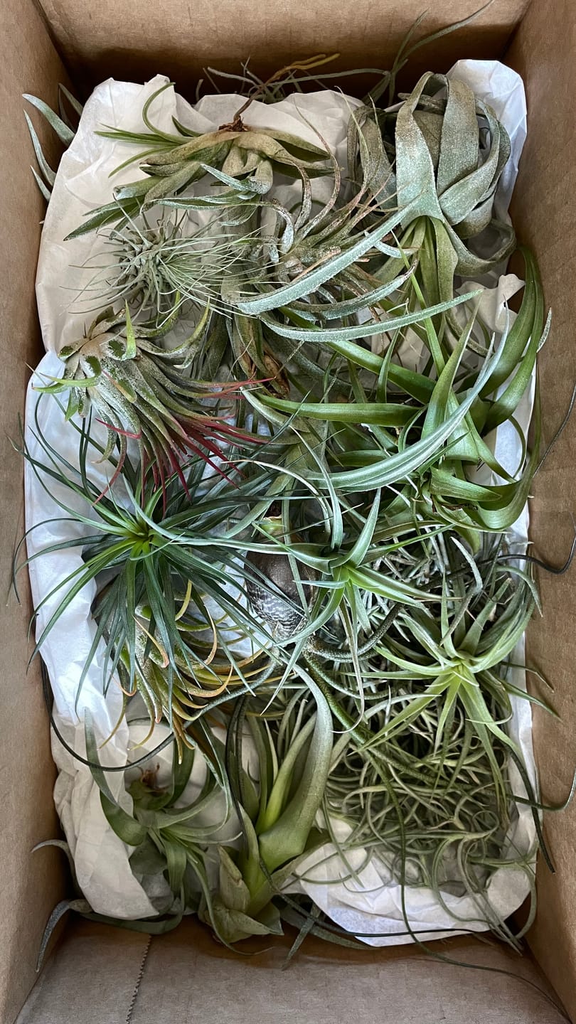 Customer photo review of B Quality Greenhouse Mix 10 Plant Pack