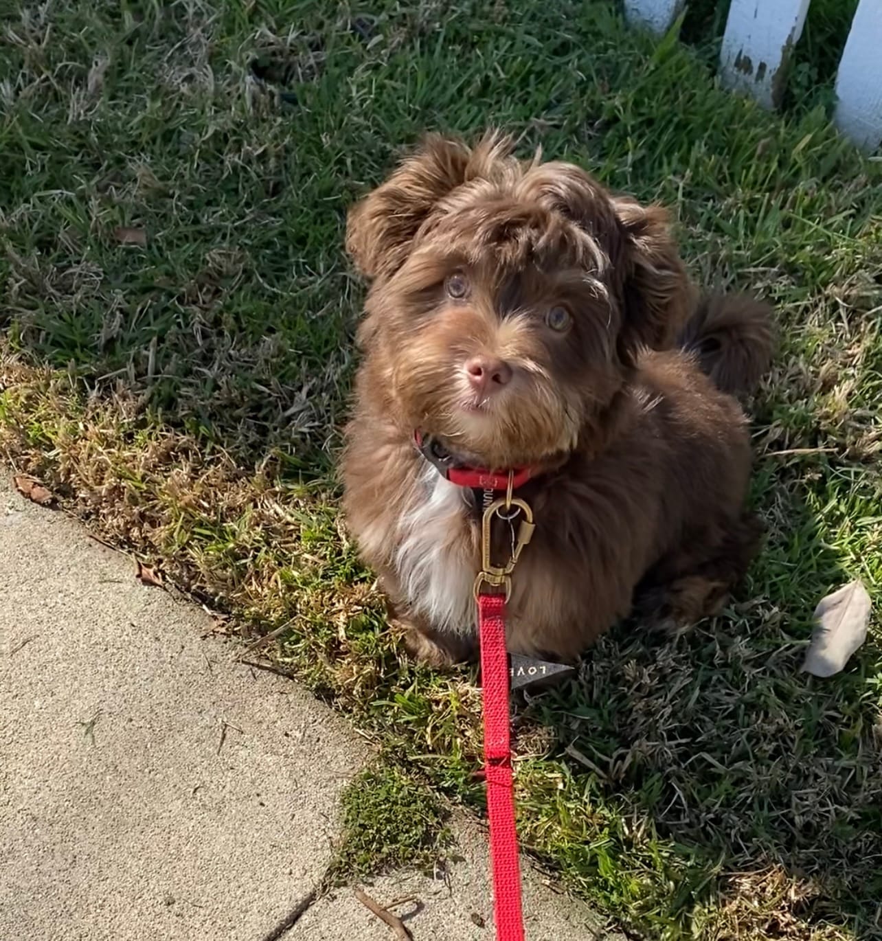 Customer photo review of New! Water Resistant Cat & Dog Collar, Red