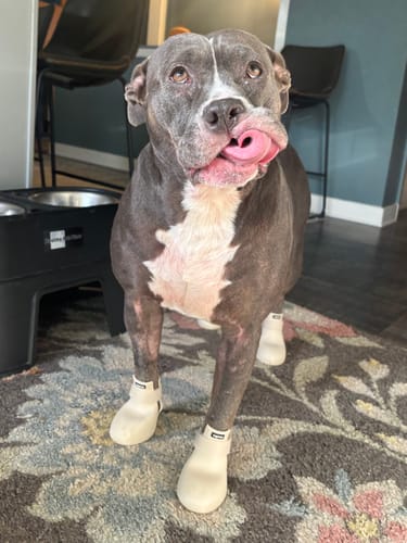 Customer photo review of WagWellies® by wagwear