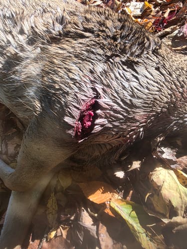 Customer photo review of Warranty Replacement - Beast Broadheads