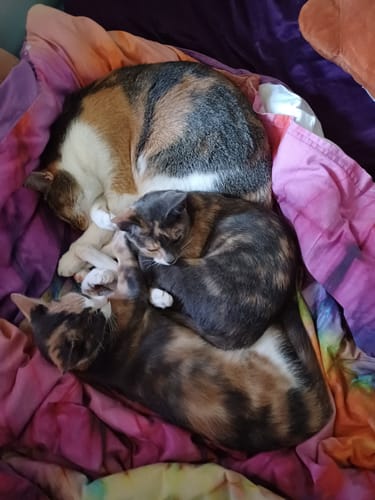 Customer photo review of 1 month supply - 4 Cats