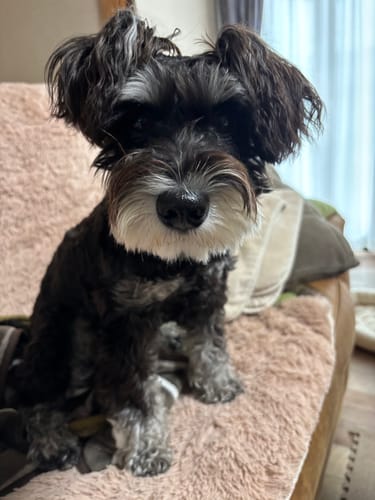 Customer photo review of FunFunPet 高機能ハーネス（お名前タグ作成サービス付き）