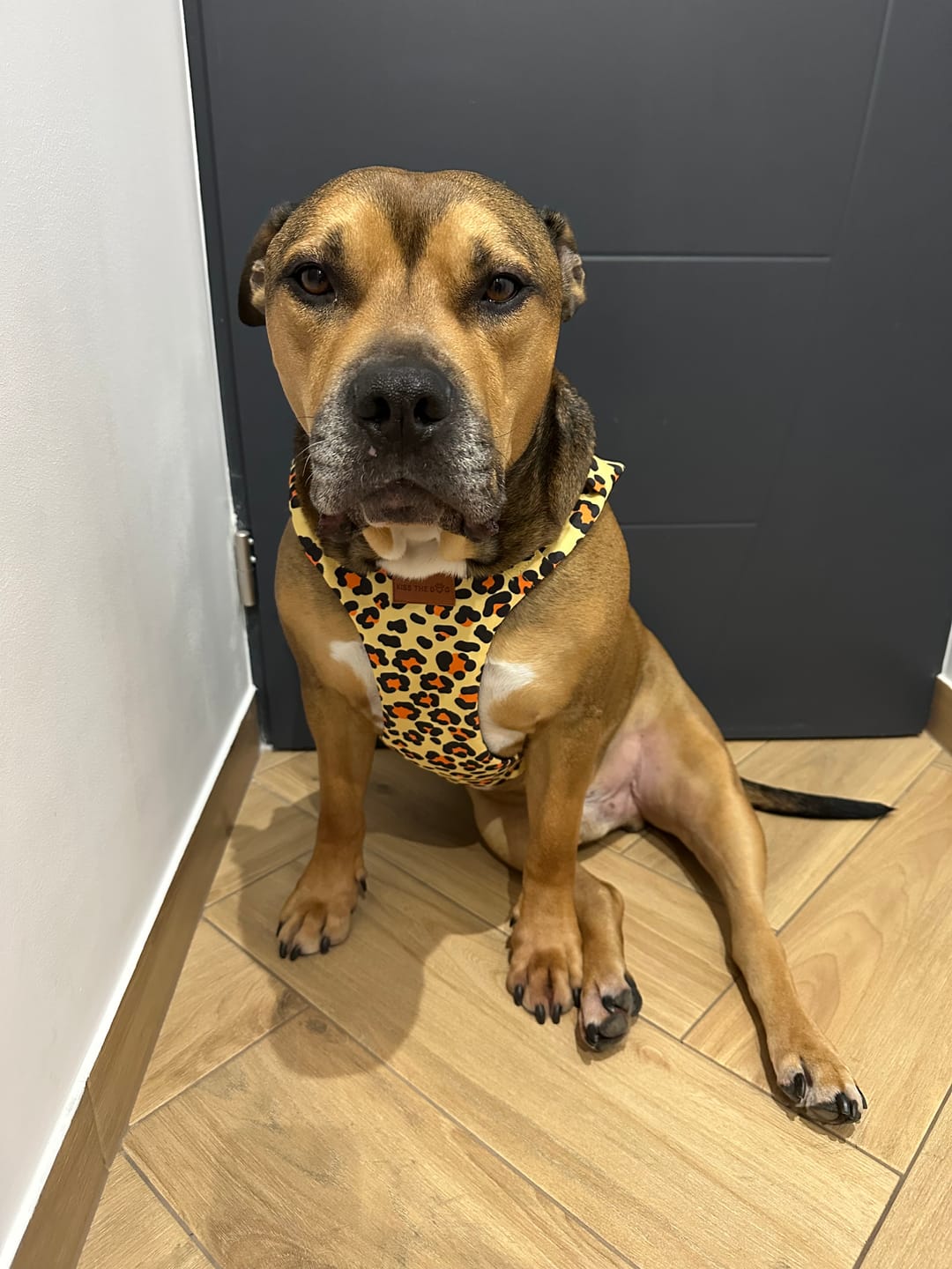Customer photo review of Szelki bezuciskowe "Leo" - czarne okucia