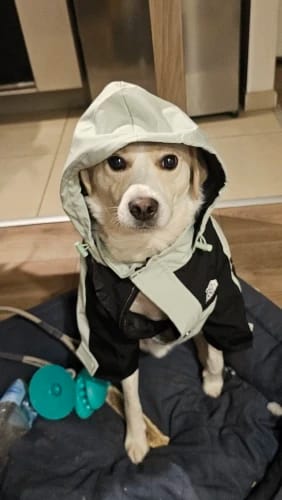 Customer photo review of Cute Waterproof Dog Raincoat Jacket S-5XL Small to Large | Dog Clothes