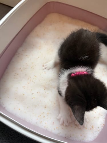 Customer photo review of 1 Month Supply – 1 Cat