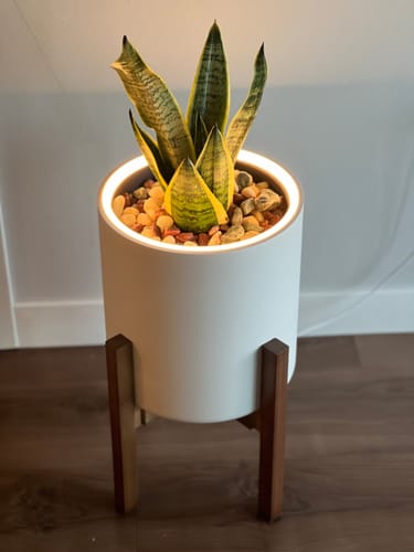 Customer photo review of Aura | Medium Round LED Planter