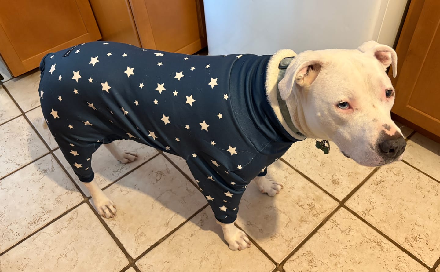 Customer photo review of Dog Pajama - Stars