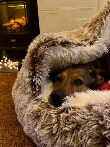 Customer photo review of Burrow Buddy™ - Pet Bed