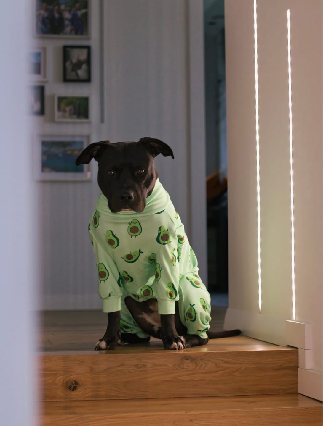 Customer photo review of Dog Pajama - Avocado
