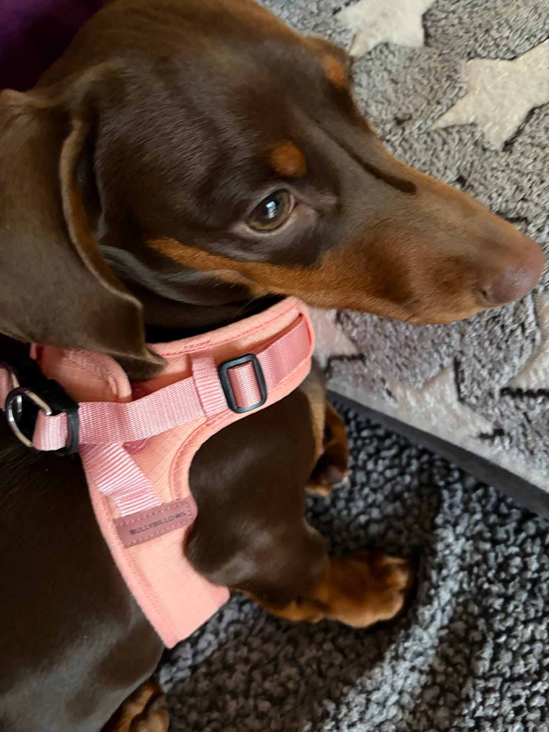 Customer photo review of Boomerang Harness - XS-M Breeds - Grey