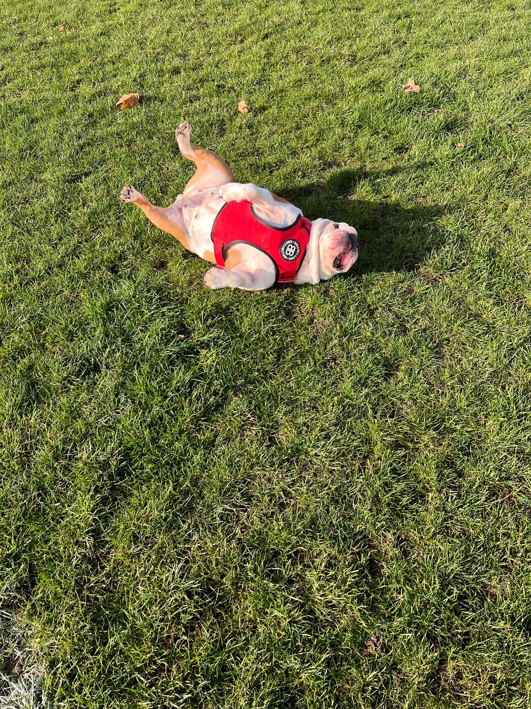 Customer photo review of Comfort Premium Harness | Non Restrictive - Red