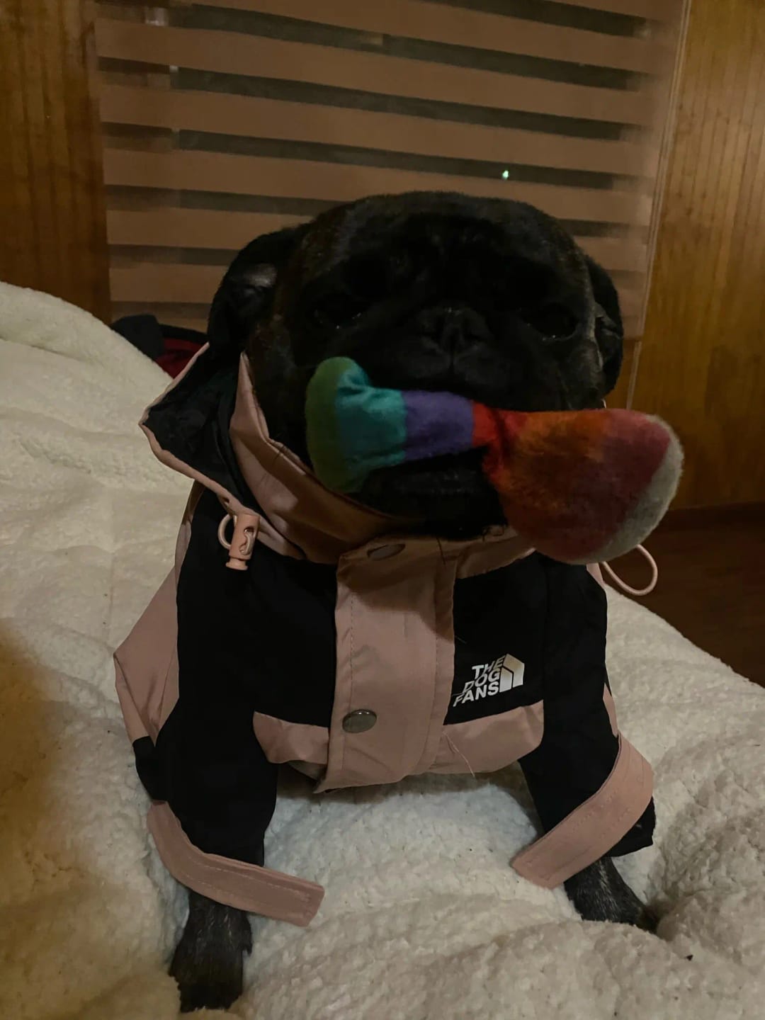 Customer photo review of Cute Waterproof Dog Raincoat Jacket S-5XL Small to Large | Dog Clothes