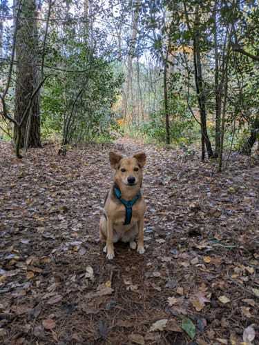 Customer photo review of Anny X FUN harness - Petrol/Brown