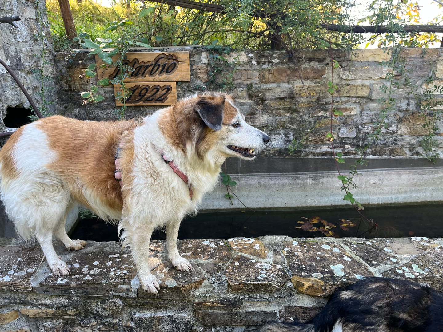 Customer photo review of Crocchette Controllo del Peso e Articolazioni al Pesce Bianco - Cane Adulto - Proteine idrolizzate - Grain Free