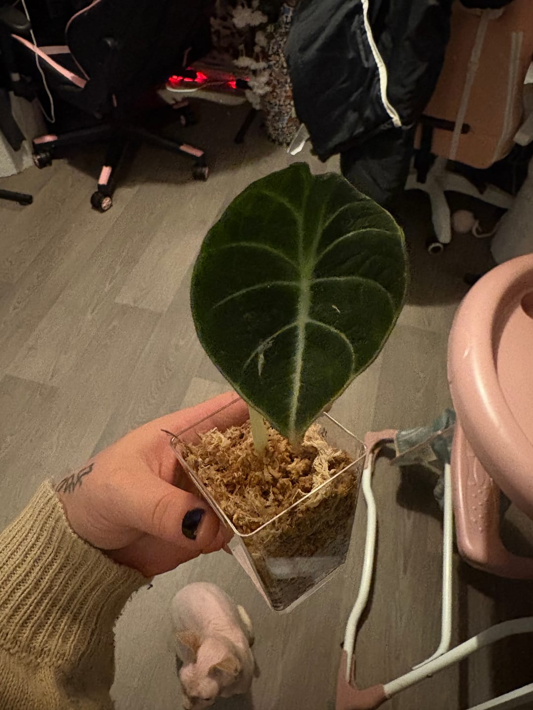 Customer photo review of ALOCASIA BLACK VELVET