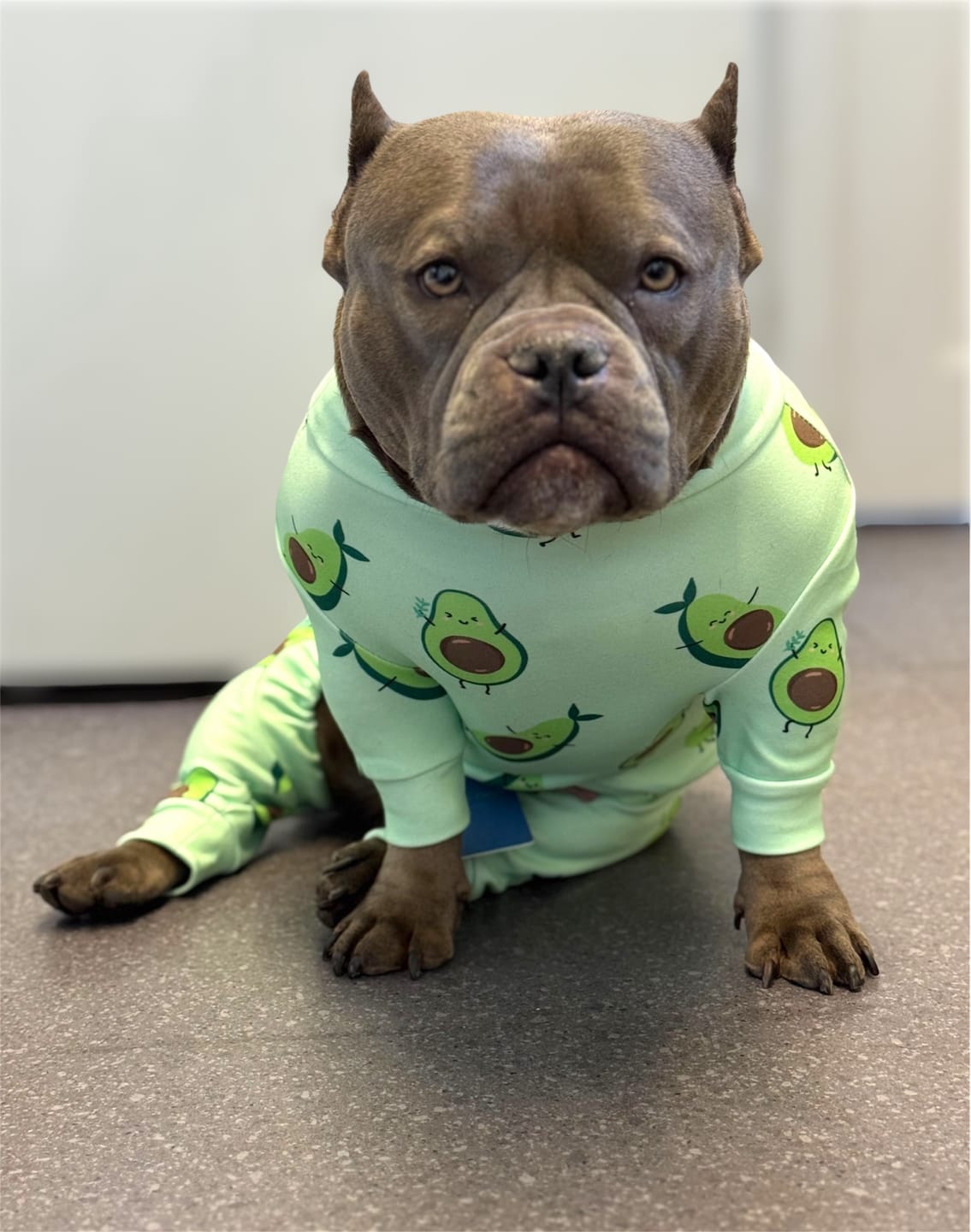 Customer photo review of Dog Pajama - Avocado
