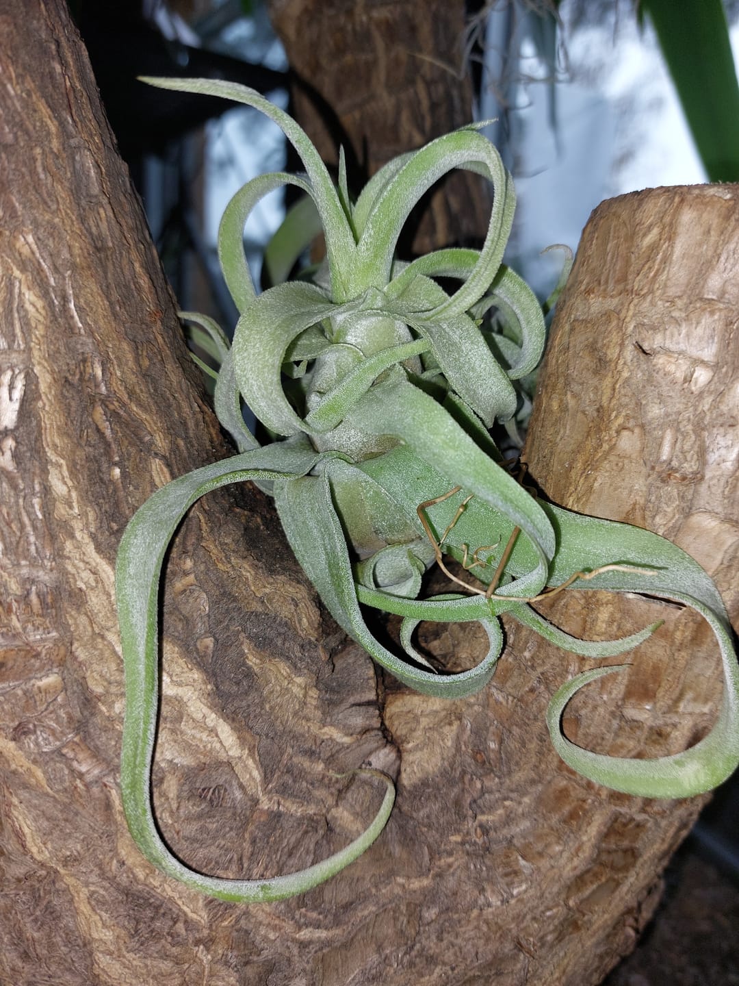 Customer photo review of Tillandsia streptophylla