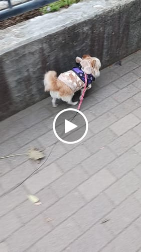 Customer video review of FunFunPet 高機能ハーネス（お名前タグ作成サービス付き）