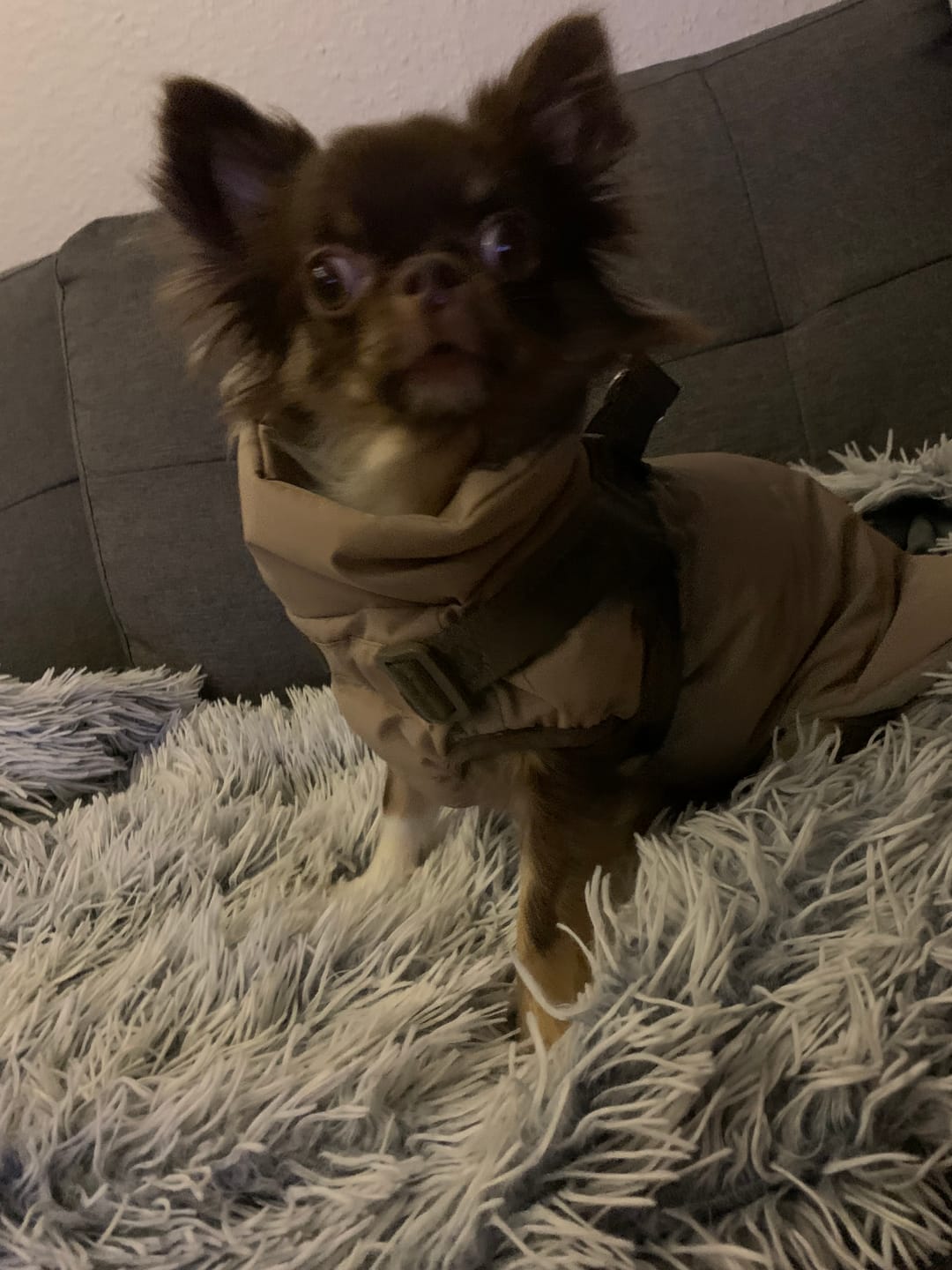 Customer photo review of Staey - Vera Hundejakke m. sele, Sand