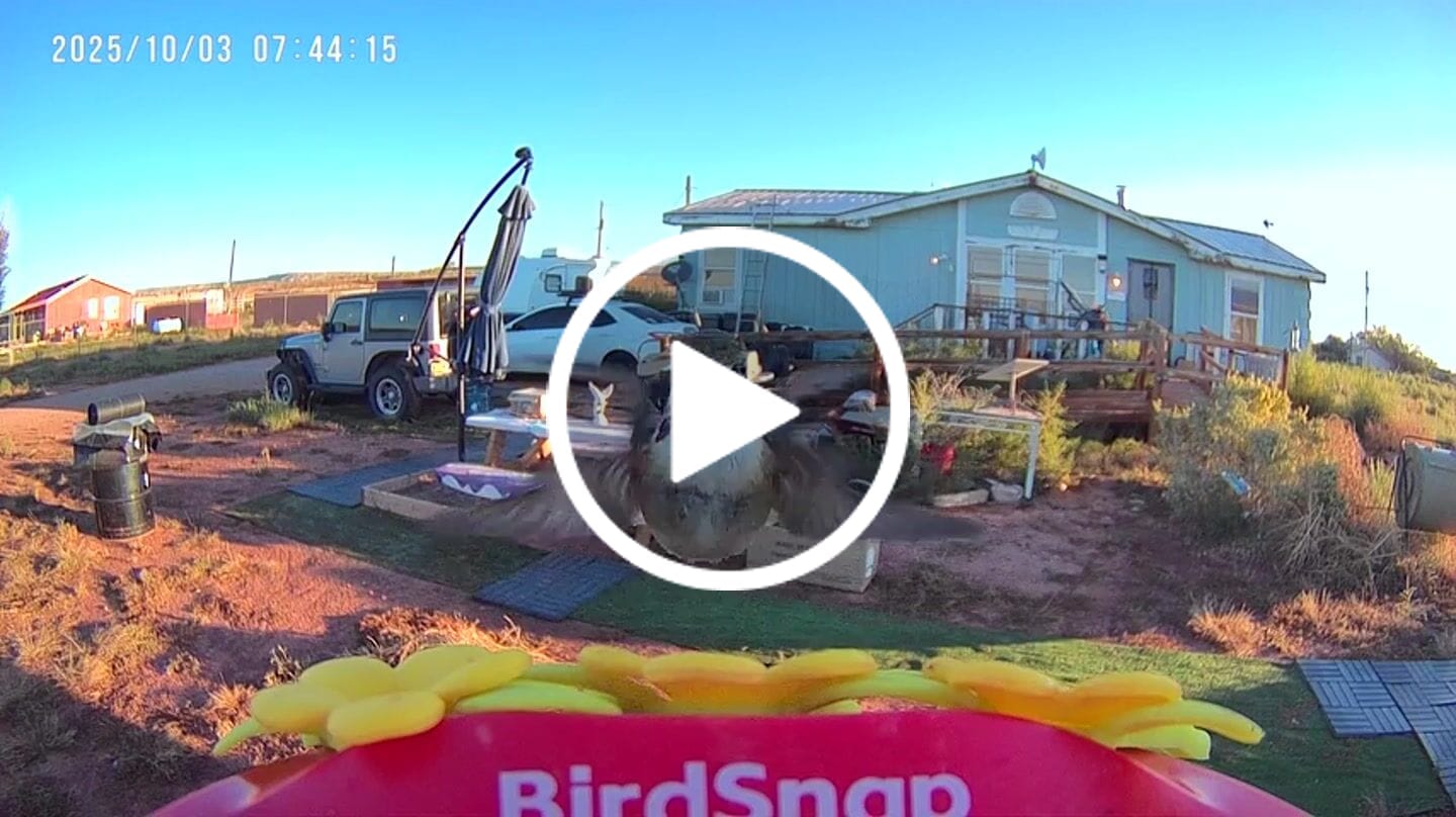 Customer video review of Smart Hummingbird Feeder