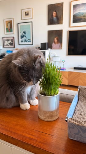 Customer photo review of Michu Wonder Litter - Plant-Based & Automatic-Box Friendly 2.5kg/6L