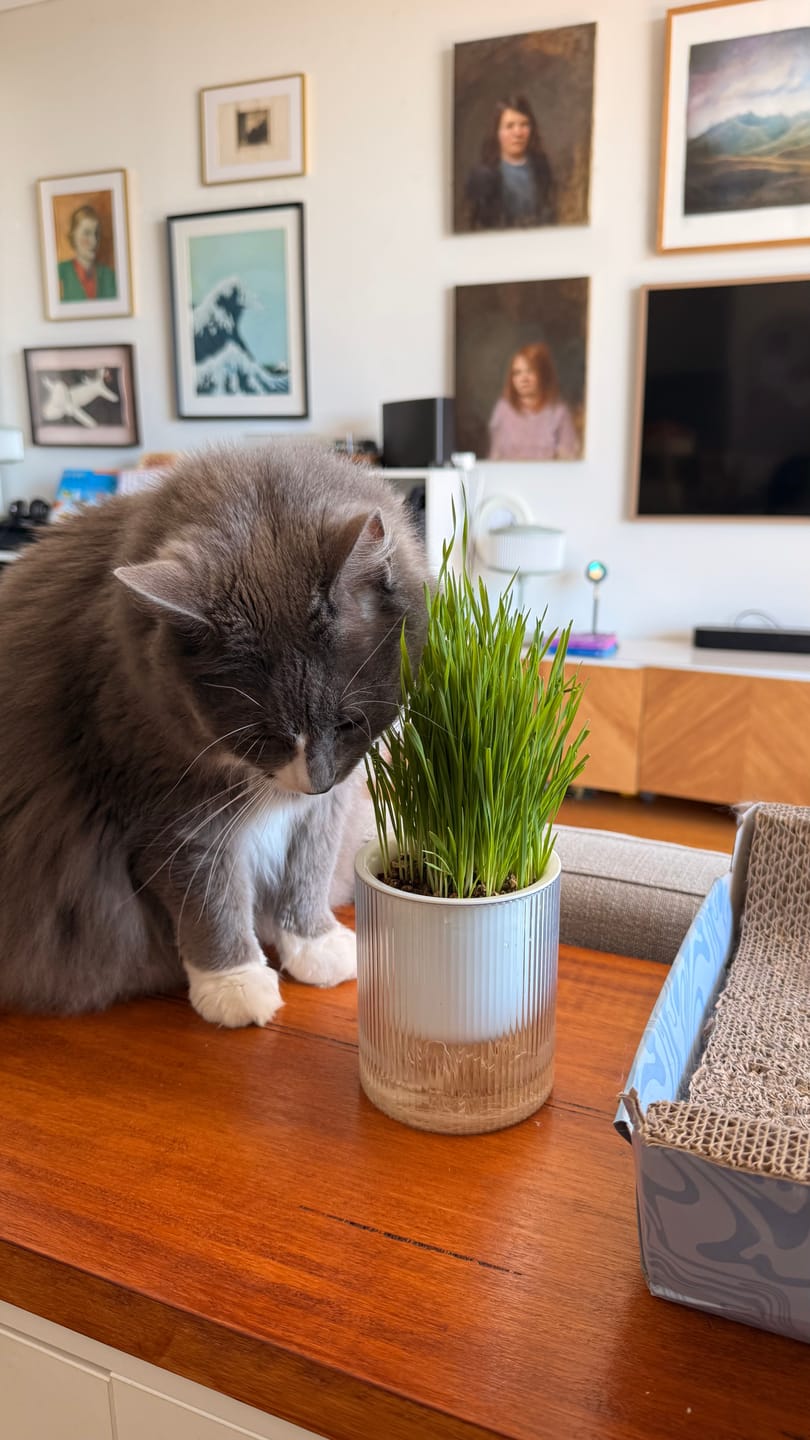 Customer photo review of Michu Wonder Litter - Plant-Based & Automatic-Box Friendly 2.5kg/6L