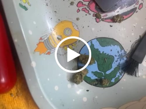 Customer video review of Greenhouse Smalls