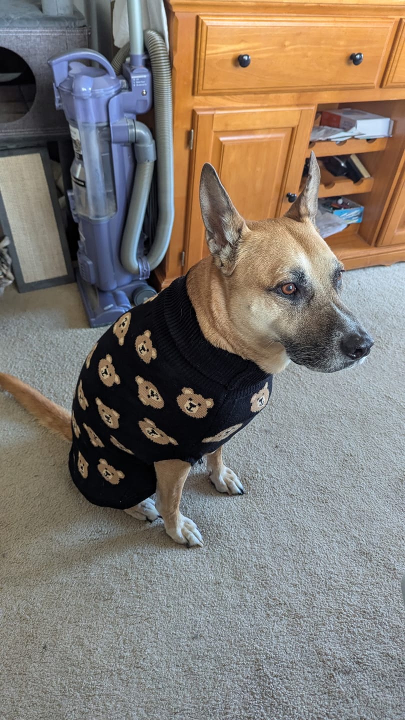 Customer photo review of Broken Teddy Bear Knit Dog Sweater - Black