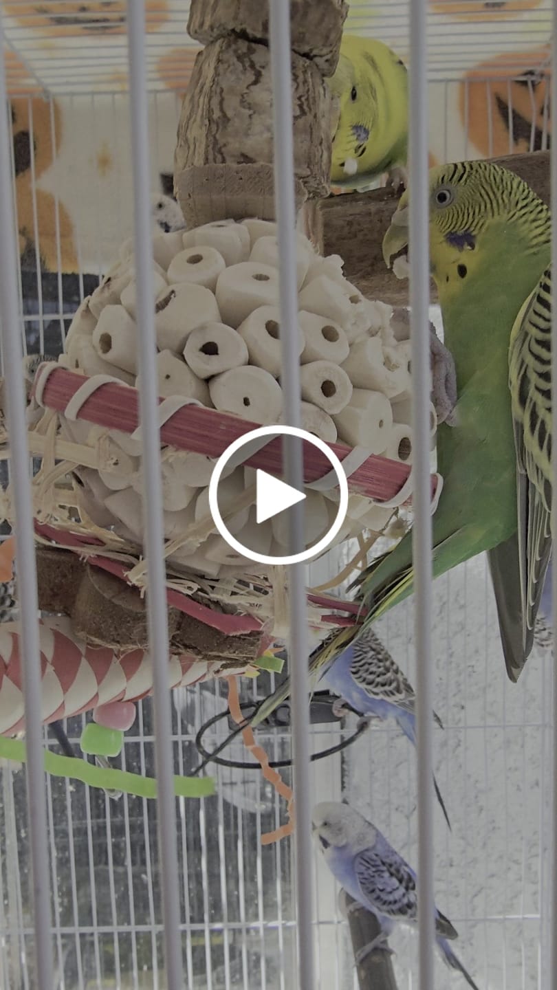 Customer video review of 3.25" Sola Atta Ball