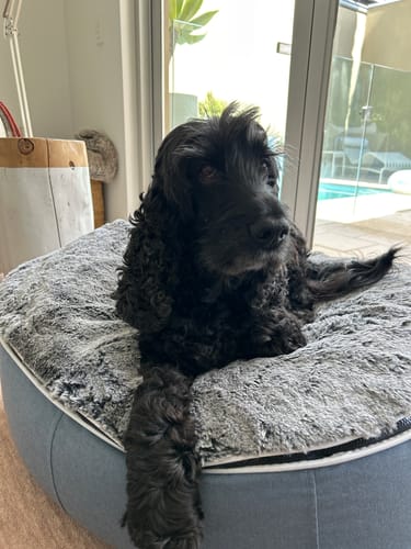 Natasha D. review of Medium Luxury Dog Bed - Interior/Outdoor image 1 out of 1