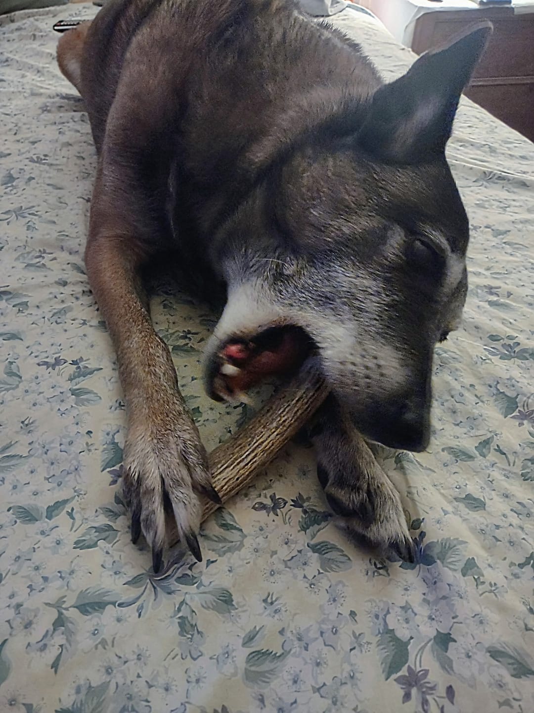 Customer photo review of Medium Elk Chew