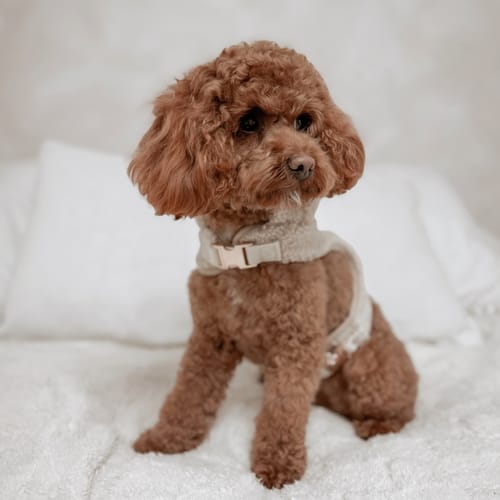 Customer photo review of The Cosy Hoodie Harness