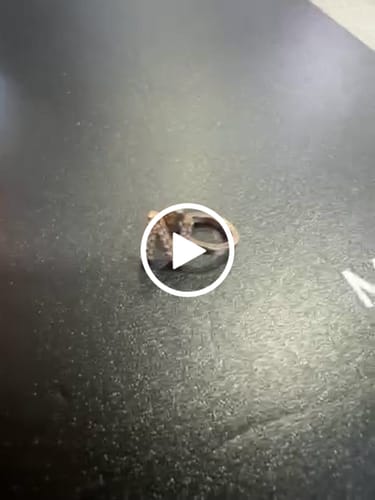 Customer video review of Earcuff Inicial