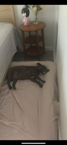 Customer photo review of Orthopedic Pet Bed Memory Foam With Cooling Gel