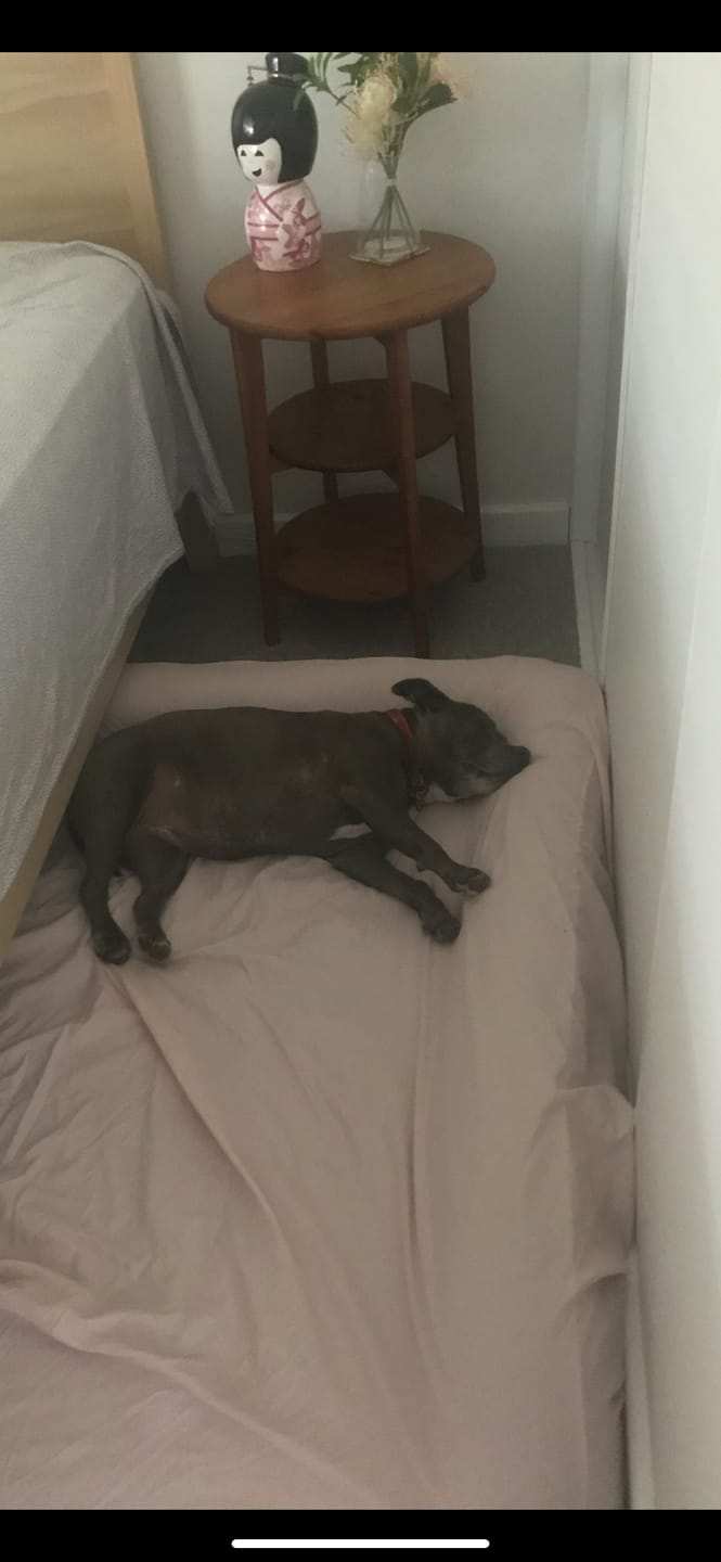 Customer photo review of Orthopedic Pet Bed Memory Foam With Cooling Gel