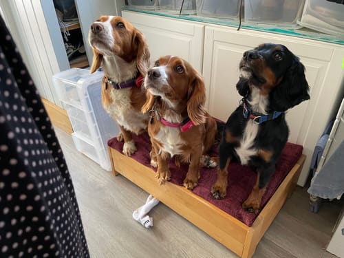 Customer photo review of Canagan Chicken Puppy Dry Dog Food