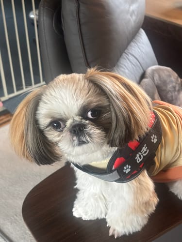 Customer photo review of FunFunPet 高機能ハーネス（お名前タグ作成サービス付き）