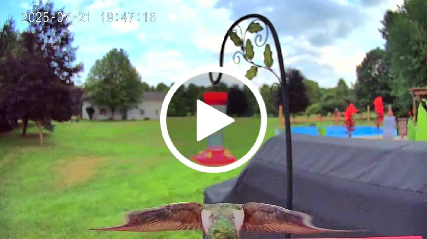 Customer video review of Smart Hummingbird Feeder