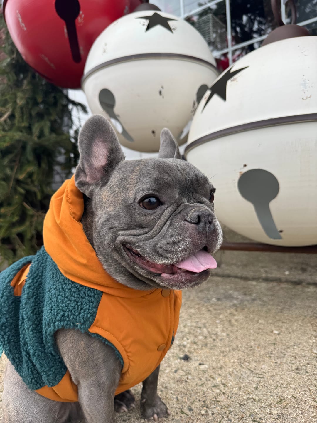 Customer photo review of Reversible Jacket - Green and Orange