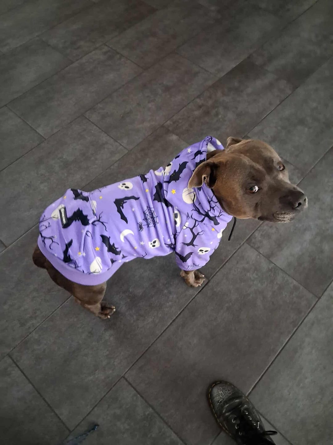 Customer photo review of Halloween Dog Hoodies (Limited Edition)