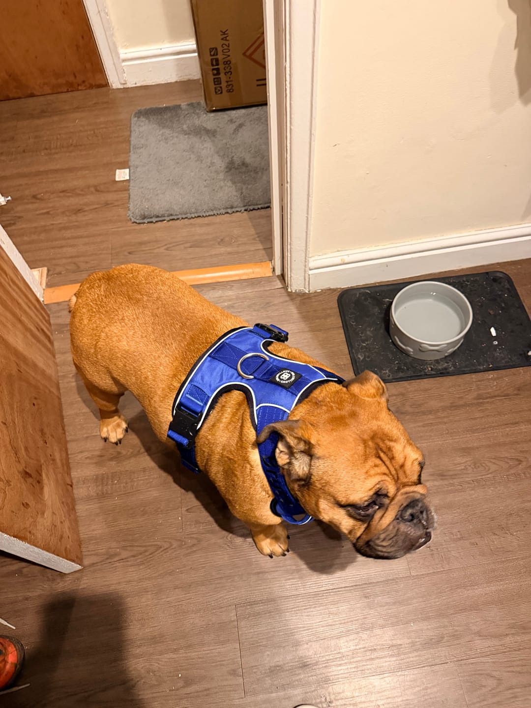 Customer photo review of Comfort Premium Harness | Non Restrictive - Blue