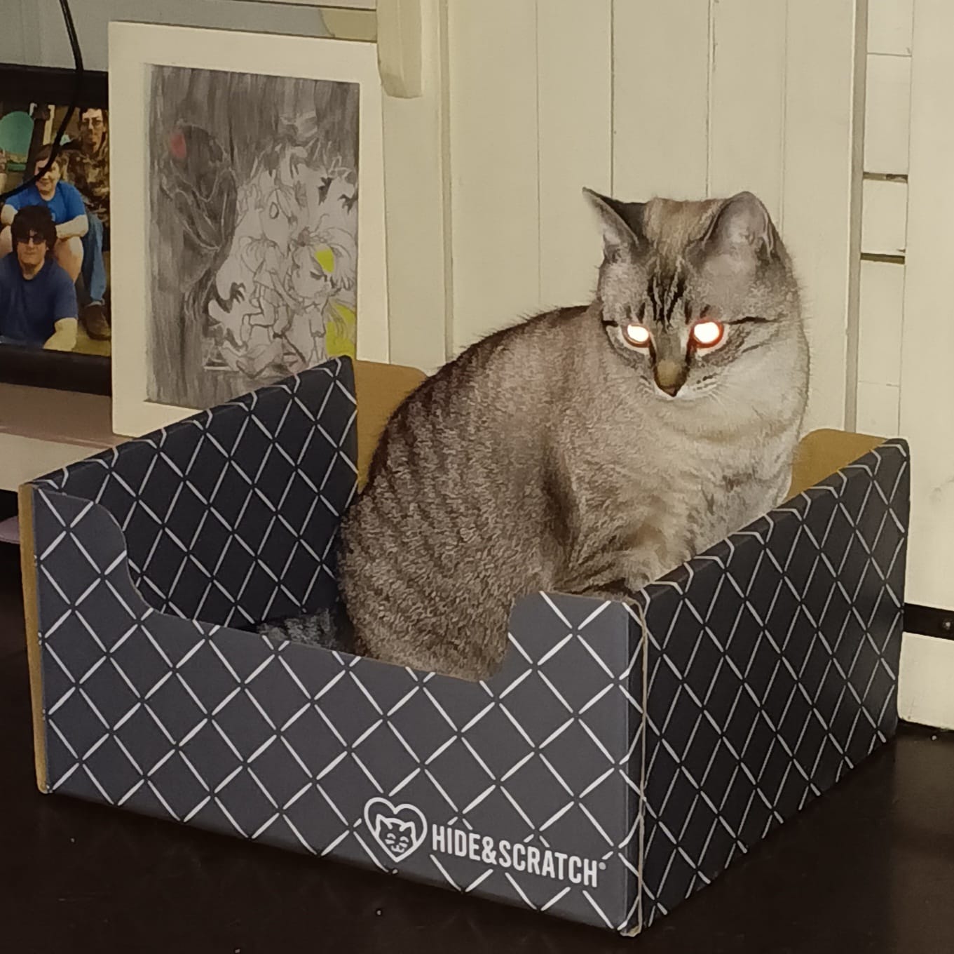Customer photo review of Hide & Scratch Extra-Large Cat Scratcher Box