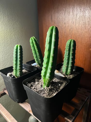 Customer photo review of Trichocereus Pachanoi | Non-PC San Pedro Cactus
