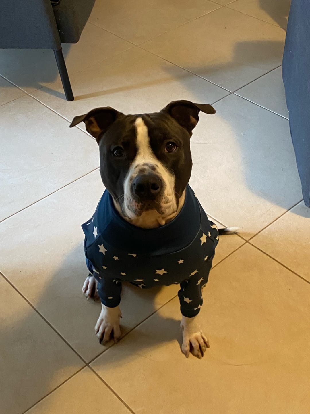 Customer photo review of Dog Pajama - Stars
