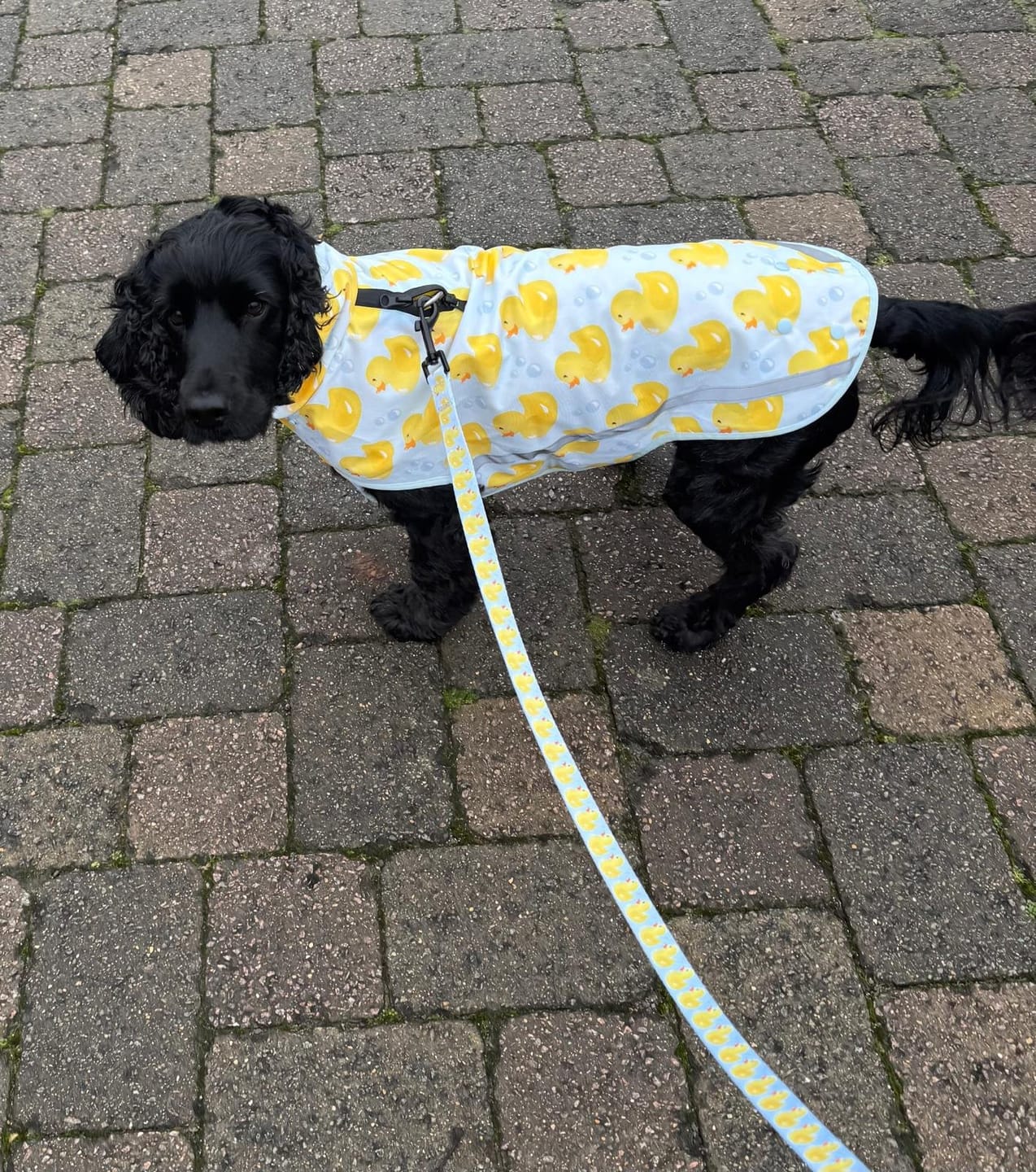 Customer photo review of Rain Jacket - You Quack Me Up!