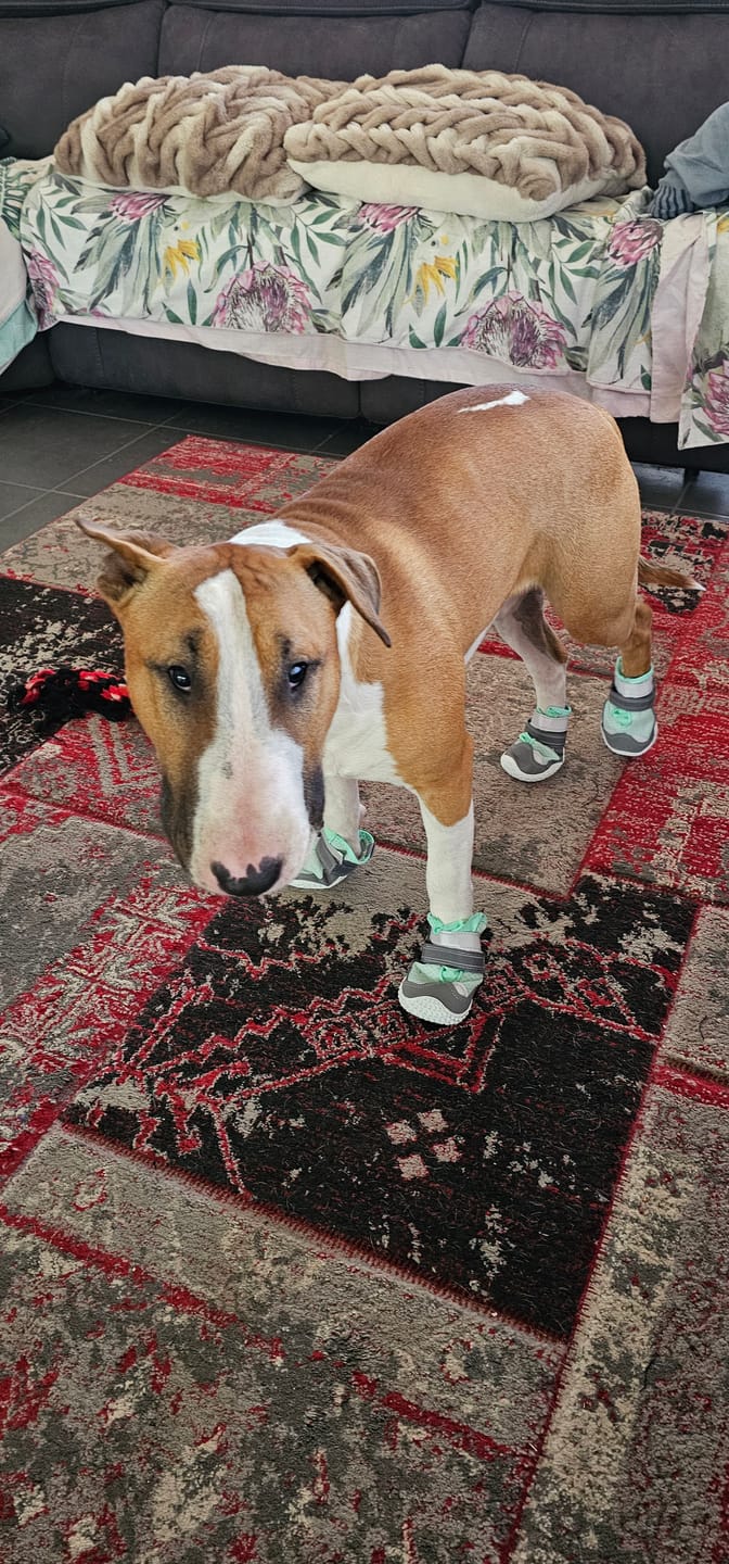 Customer photo review of Hot Pavement Pawtector Dog Shoes - Teal