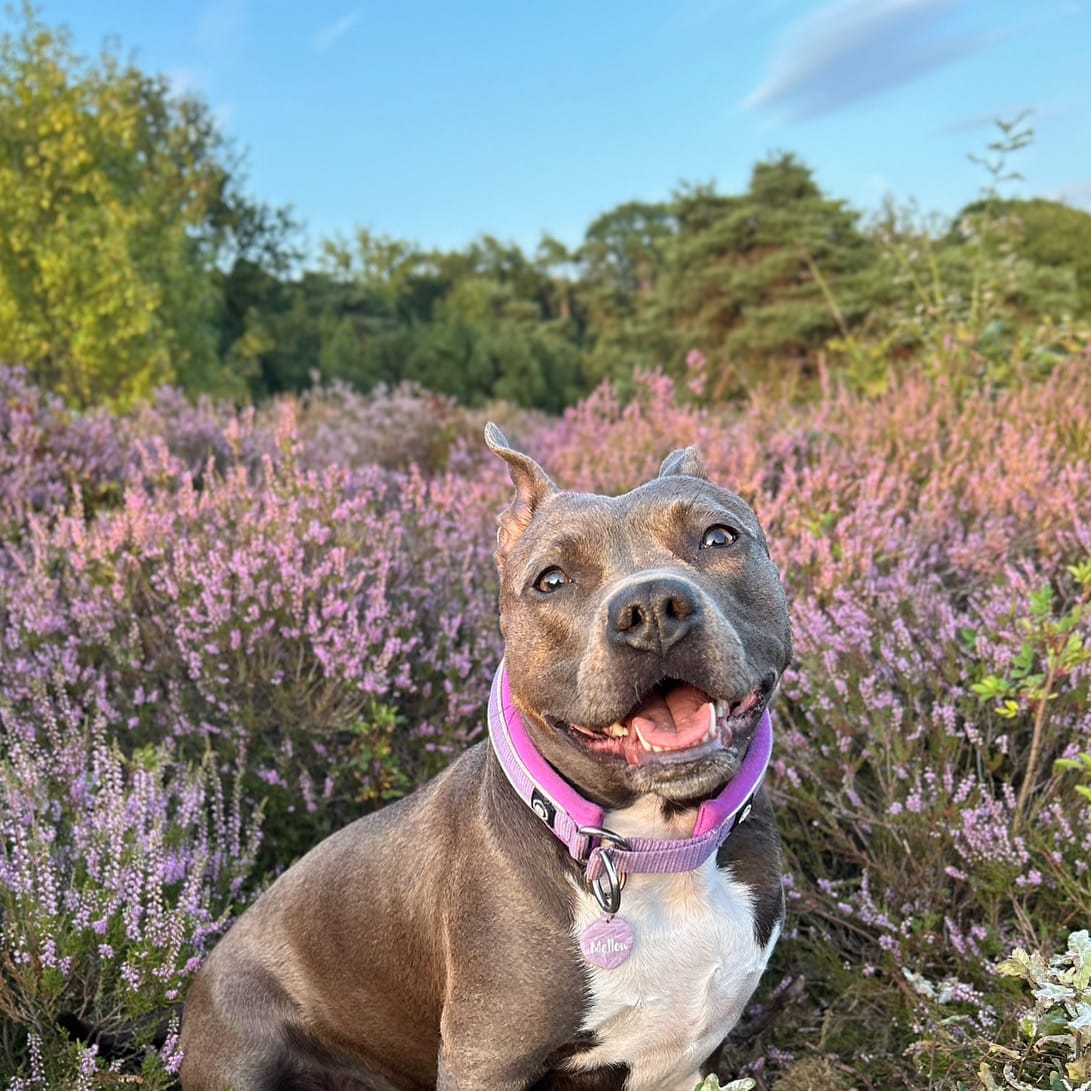 Customer photo review of 3cm Slip on Collar | Foam Padded - Purple
