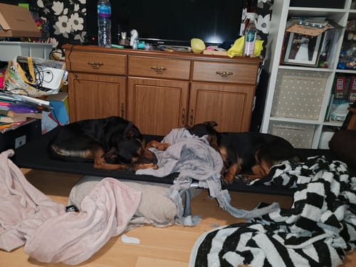 Emma D. review of Black Canvas Cover image 1 out of 1