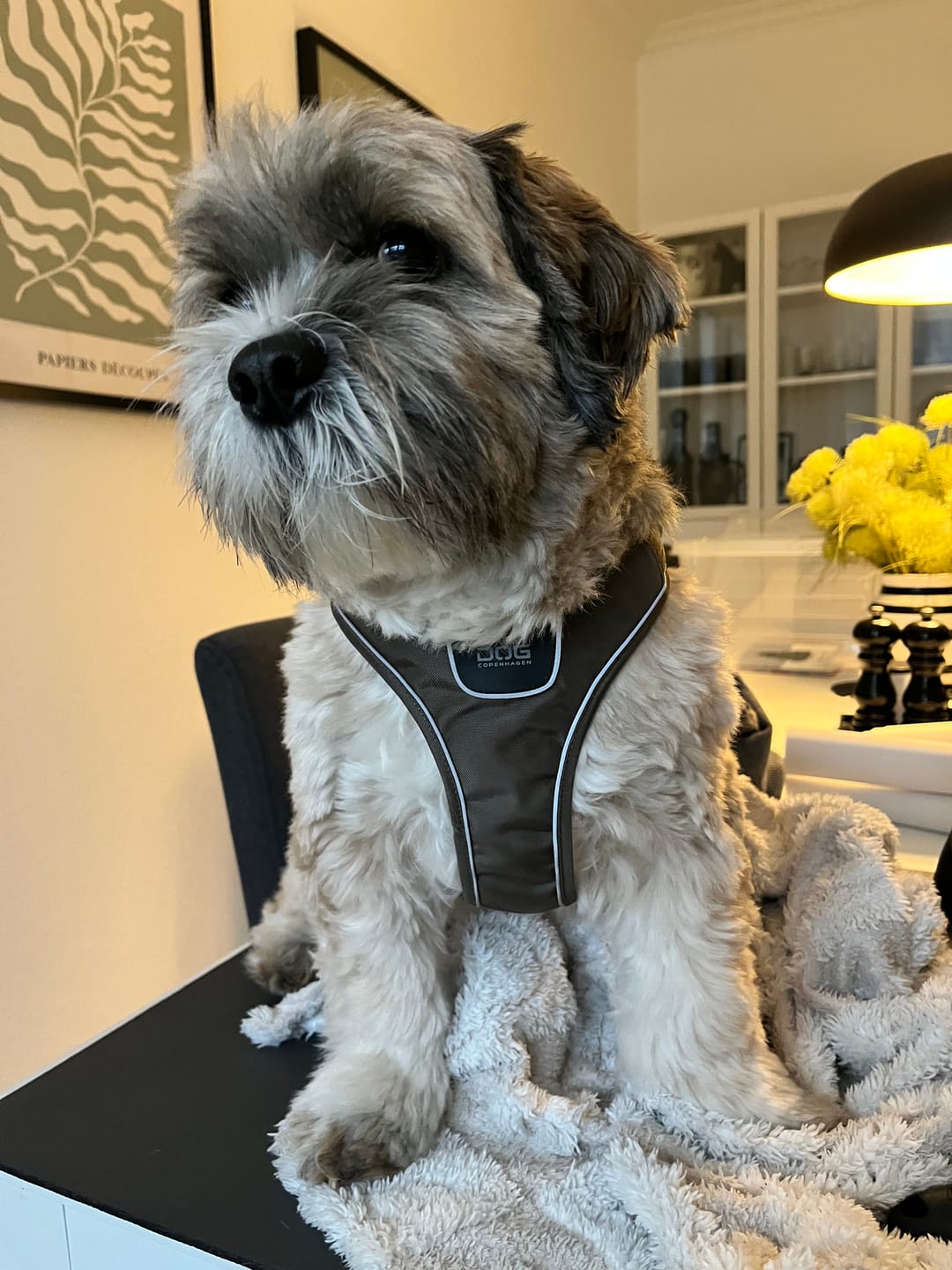 Customer photo review of Dog Copenhagen Comfort Walk Go™ hundesele Mocca